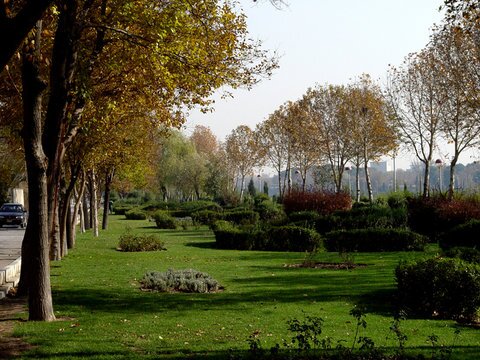 افزایش بیش از ۸۰ هکتار فضای سبز به سرانه شهر یزد
