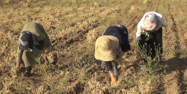 جولان دلالان در قطب تولید حبوبات/نخود لرستان به نام دیگر استان ها