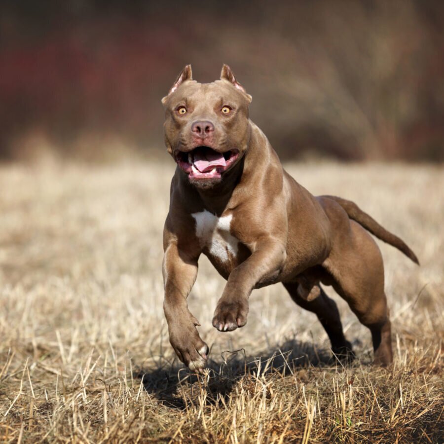 عکس| سگ ممنوعه‌ای که نگهداری از آن جرم است!
