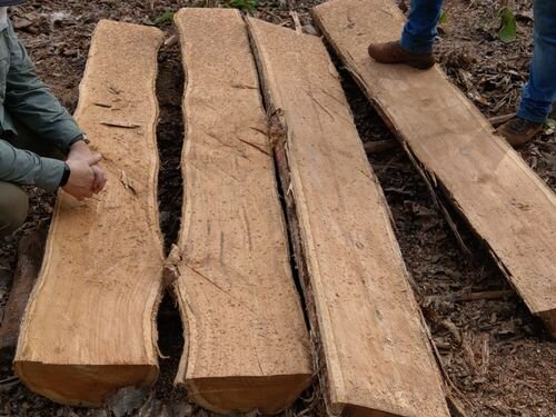 چوبکارها از چوب‌بُرها عقب ماندند/ صنایع مازندران تشنه چوب